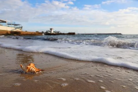 Shore, waves, beach, lonely shell, port Portals, Mallorca Stock Photos