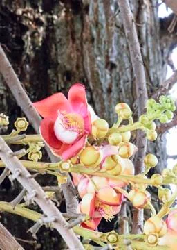 Shorea robusta, also known as ??l, sakhua or shala tree, is a species of tree Stock Photos