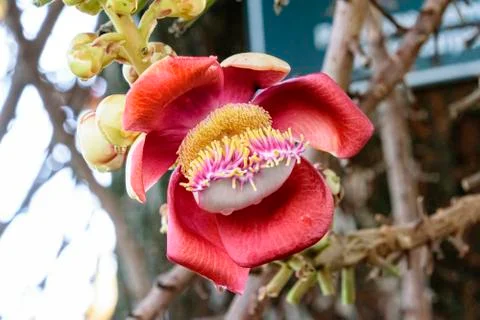 Shorea robusta, also known as ??l, sakhua or shala tree, is a species of tree Stock Photos