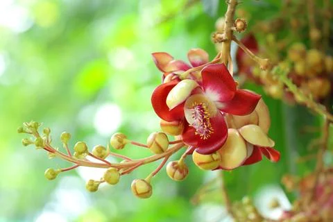 Shorea robusta flower Stock Photos