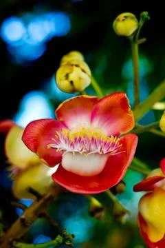 Shorea robusta Stock Photos