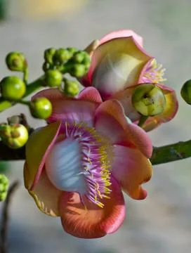 Shorea robusta Stock Photos