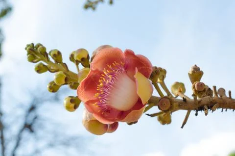 Shorea robusta Stock Photos