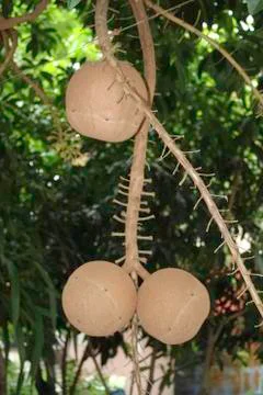 Shorea robusta Roxb Stock Photos