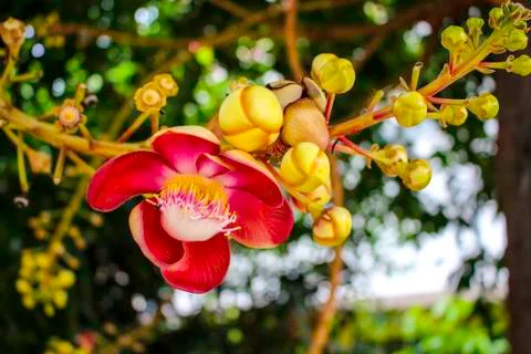 Shorea robusta Roxb Stock Photos