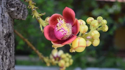 Shorea robusta shala tree flower Stock Footage 90222894