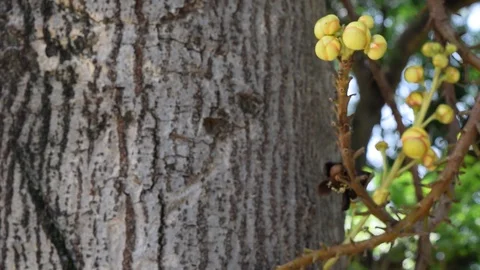 Shorea robusta shala tree flower Stock Footage 90223139