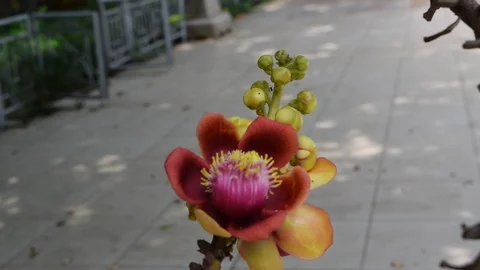 Shorea robusta shala tree flower Stock Footage 90223165