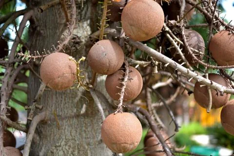 Shorea robusta Tree or Sal Fruit tree in Thai temple Stock Photos