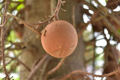 Shorea robusta Tree or Sal Fruit tree in Thai temple Stock Photos