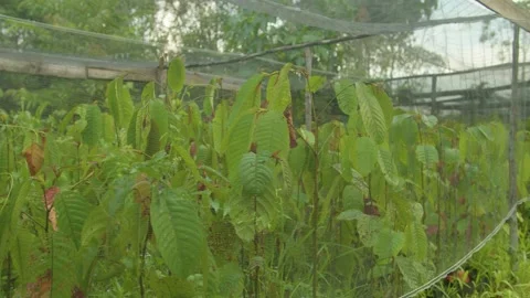 Shorea stenoptera Stock Footage 214394272