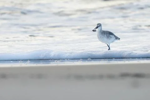 Shorebird With a Catch Stock Photos
