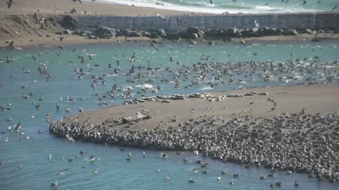 Shorebird Flock and Harbor Seals Along the Shoreline, Jenner Beach, California Stock Footage 346003064