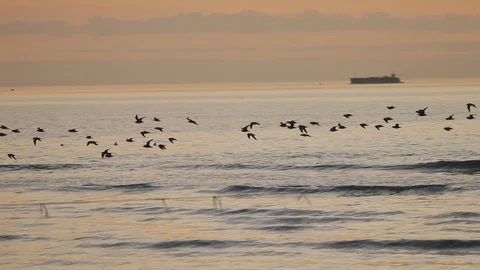 Shorebird flock flying in front of sunset with ship in background/lands on beach 库存影片 125064932