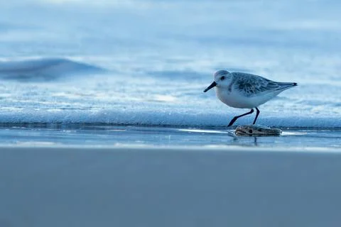 Shorebird Stock Photos