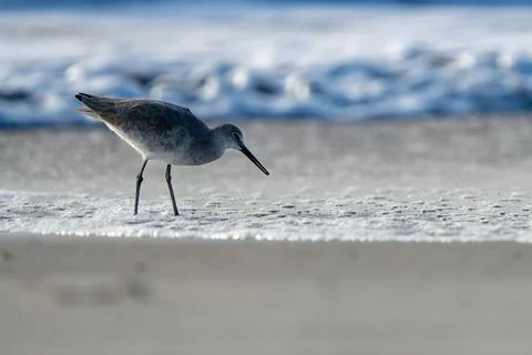 Shorebird Stock Photos