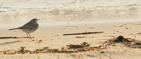 Shorebird standing on beach as wind blows in drops of water Stock Footage 116908141