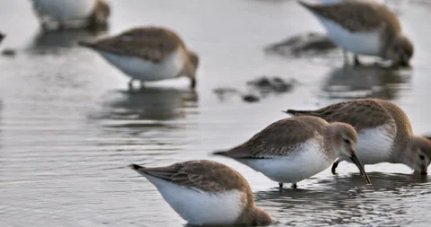 Shorebird wadding Vídeos de archivo 262140899