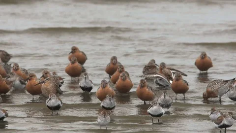 Shorebirds On Beach | Stock Video | Pond5