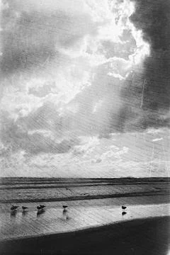 Shorebirds Beneath Expansive Grainy Cloudscape Stock Photos
