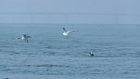 Shorebirds, Birds, Flock, Fly, Flight, Flying Stock Footage 201258227
