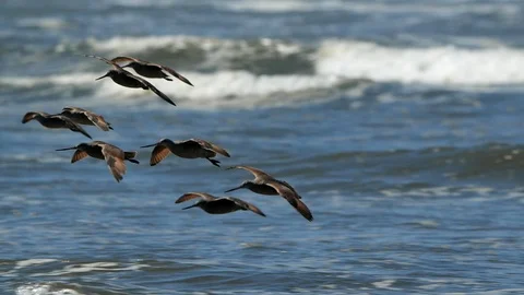Shorebirds In Flight Video stock 107533505