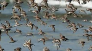 Shorebirds In Flight Stock Footage