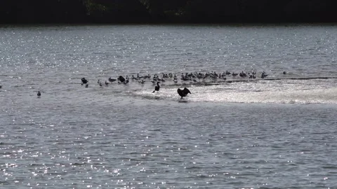 Shorebirds Stock Footage 170778219