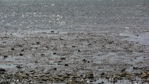 Shorebirds Foraging on Beach Stock Footage 106721780