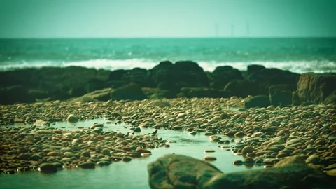 Shorebirds foraging at low tide on sandy beach shoreline Stock Footage 317007007