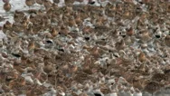 Shorebirds Join Together In Large Flocks On Their Spring Migration Stock Footage