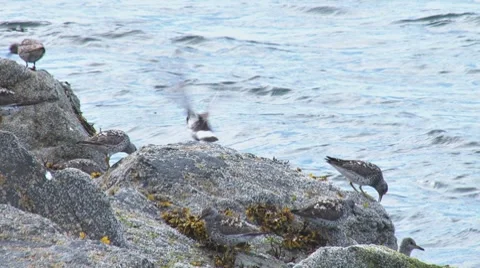 Shorebirds on Rocks Stock Footage 7737103