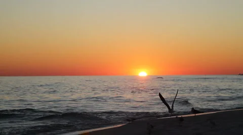 Shorebirds At Sunset Stock Footage 923764
