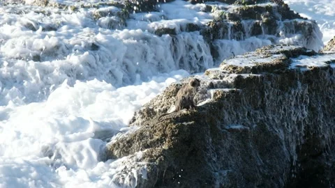 Shorebreak wave breaking on rocks Stock Footage 136480677