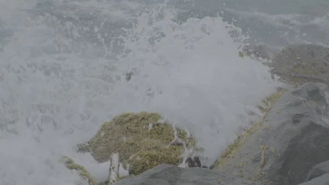 Shoreline and crab Stock Footage 270805122