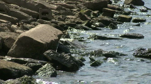 Shoreline background Video stock 504204