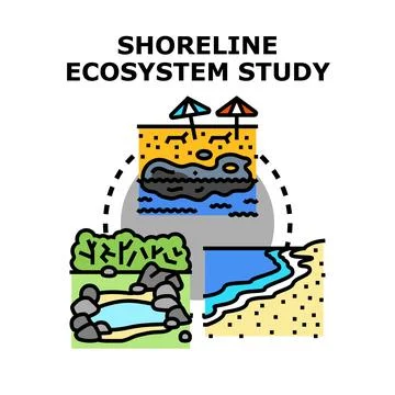 Shoreline ecosystem study concept with varying natural habitats Stock Illustration