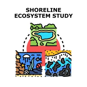 Shoreline ecosystem study examining environmental impact Stock Illustration