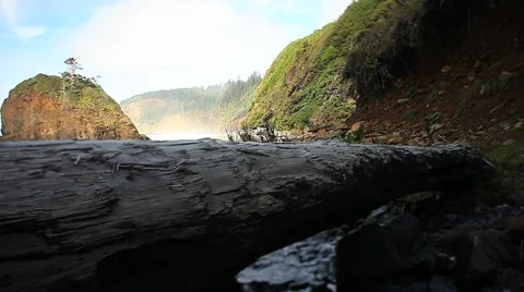 Shoreline log Stock Footage 1035441