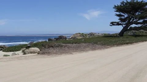 Shoreline with Tree at Pacific Grove Point Pinos Stock Footage 50269761