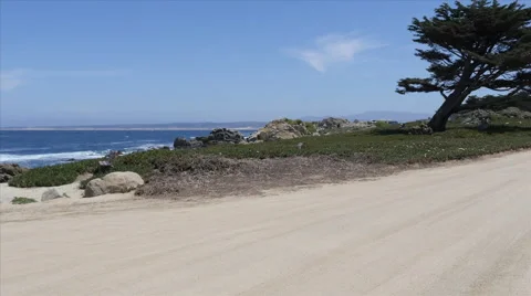 Shoreline with Tree at Pacific Grove Point Pinos Stock Footage 50273218