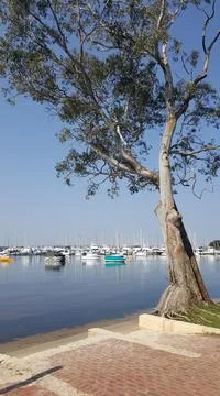 Shoreline Tree 库存照片
