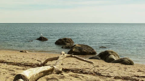 Shoreline view of seagull on rock Stock-Footage 49934577