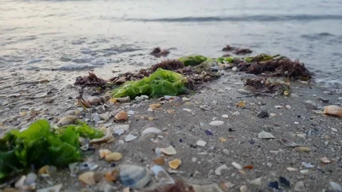 On the shores of the beach 스톡 동영상 229539516