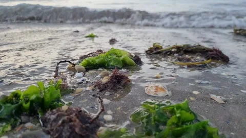 On the shores of the beach 스톡 동영상 229539569