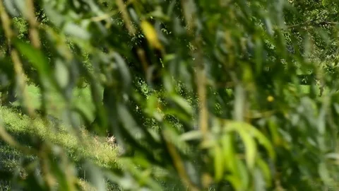 On the shores of the lake in spring Stock Footage 91753670