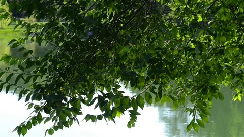 On the shores of the lake in spring Stock Footage 91754224