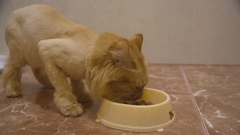 A shorn red cat eats food Stock Footage 127196289