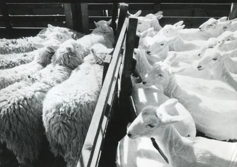 Shorn sheep at show Fotos de archivo
