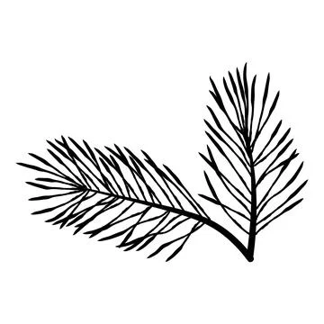 Short almost horizontal pine branch with fine needles, minimal evergreen bo.. Illustrazione stock